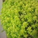 Sedum japonicum Lapas