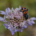 Scabiosa cinerea Квітка