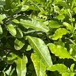 Plumbago auriculata Leaf