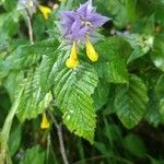 Melampyrum subalpinum Flor