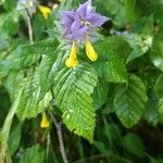 Melampyrum subalpinum Квітка