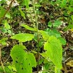 Scutellaria ovata Leaf