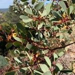 Eucalyptus preissiana Leaf