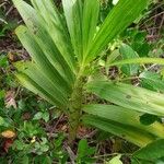 Cyrtopodium flavum Leaf