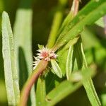 Alternanthera denticulata