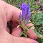 Gentiana affinis Leaf