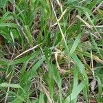 Brachypodium sylvaticum Habit