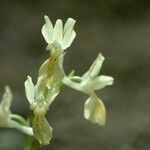 Orchis provincialis Bloem