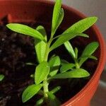 Melaleuca alternifolia Yaprak