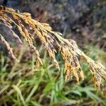 Sorghum halepense Fruit