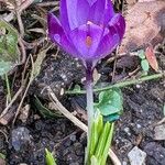 Crocus vernus Virág