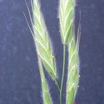 Bromus lanceolatus 果實