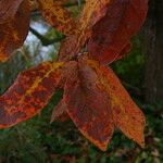 Nyssa sylvatica Blatt