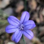 Aphyllanthes monspeliensis Blomma