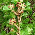 Ribes nigrum Λουλούδι