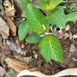 Orthosiphon thymiflorus Blatt
