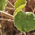 Abutilon grandiflorum Folla