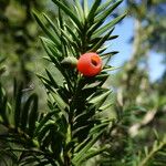 Taxus baccata Плод