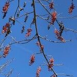 Idesia polycarpa Fruit