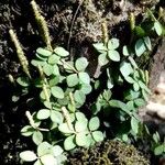 Peperomia tetraphylla Hábito