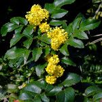 Mahonia aquifolium Folla