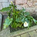 Zantedeschia aethiopica Blatt