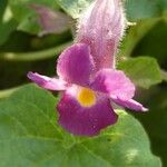Proboscidea louisianica Λουλούδι