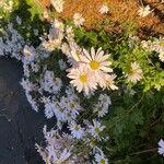 Chrysanthemum zawadzkii Feuille