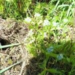 Valeriana carinata Žiedas