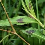 Persicaria segetum Other