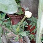 Brunfelsia americana Floro