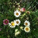 Gazania linearisЦветок