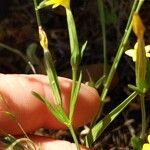 Centaurium maritimum 花