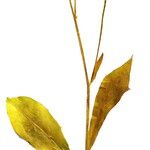 Crepis setosa Hostoa