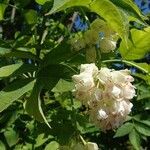 Staphylea pinnata Blodyn