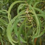 Acacia koaia Leaf