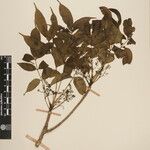 Toxicodendron succedaneum Other