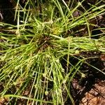 Cyperus hortensis Hábitos