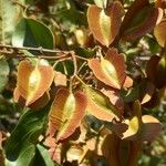 Combretum apiculatum 果實