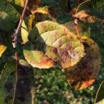 Malus prunifolia Leaf