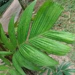 Areca triandra Folio