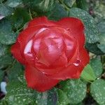 Rosa indica 花