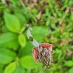 Sacoila lanceolata Blomst