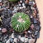 Stenocactus multicostatus Hoja