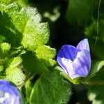 Veronica persica Flower