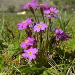 Primula involucrata Flower