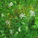 Conopodium majusBlodyn