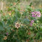 Lycium chinense Other