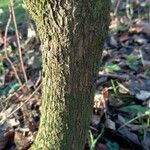 Rhododendron maximum Bark