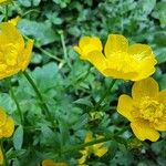 Ranunculus sardous 花